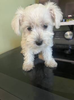 Tiny  -  Miniature Schnauzer Dog for Sale in Milwaukee, Wisconsin - Tiny  | PetCurious