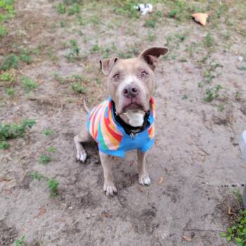 Chester -  Mixed Breed Dog for Adoption in Lake Panasoffkee, Florida - Chester | PetCurious