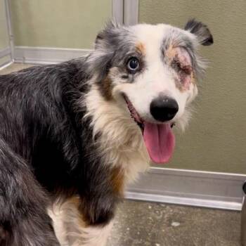 Nova -  Australian Shepherd and Mixed Breed Dog for Adoption in Woodinville, Washington - Nova | PetCurious