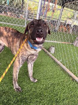 Mixed Breed Dogs Available for Adoption in New York, New York - Lupo  | PetCurious