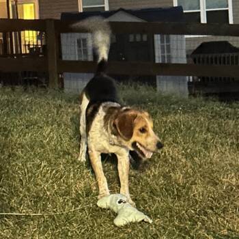 Boomer -  Beagle and Australian Shepherd Dog for Adoption in Cincinnati, Ohio - Boomer | PetCurious