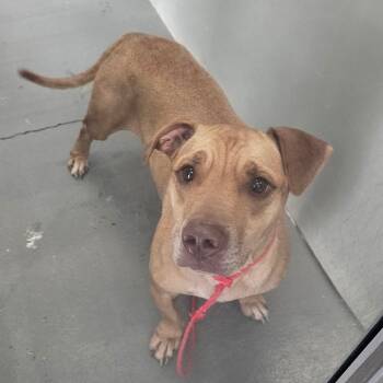 Rescue Pit Bull Terrier Dogs for Adoption in Montgomery, Alabama - Haze | PetCurious