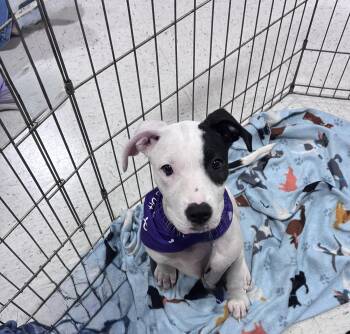 Cherish -  Pit Bull Terrier Dog for Adoption in Mobile, Alabama - Cherish | PetCurious