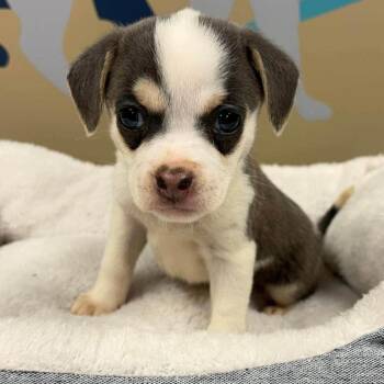 Amy -  Chihuahua and Mixed Breed Dog for Adoption - Amy | PetCurious