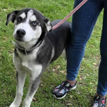 Siberian Husky Dogs Available for Adoption in York, Pennsylvania - Dutton  | PetCurious