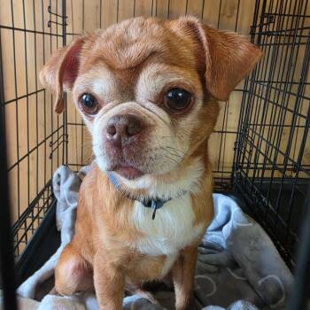 Eddie -  Pug and Chihuahua Dog for Adoption in Pittsburg, Kansas - Eddie | PetCurious