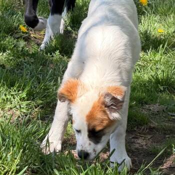 Mixed Breed Dogs Available for Adoption in Buffalo, Minnesota - Cable Car | PetCurious