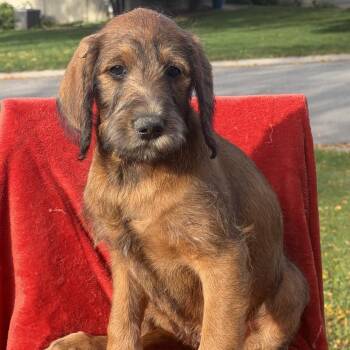 Bonfire -  Labrador Retriever Dog for Adoption in Minneapolis, Minnesota - Bonfire | PetCurious