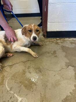 Firefly -  Border Collie and Mixed Breed Dog Available for Adoption in Rock Springs, Wyoming - Firefly | PetCurious