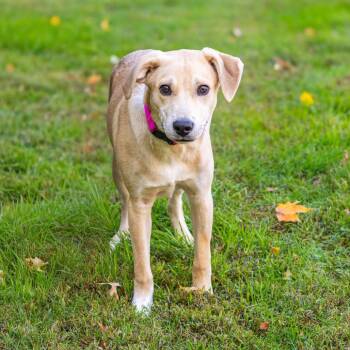 Finn (FKA Shiro) -  Yellow Labrador Retriever and Mixed Breed Dog for Adoption - Finn (FKA Shiro) | PetCurious