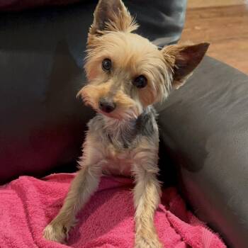 Jeanie -  Yorkshire Terrier Dog for Adoption in Pelham, New Hampshire - Jeanie | PetCurious