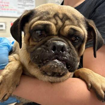 Kingman -  Pug and Mixed Breed Dog for Adoption in Yuma, Arizona - Kingman | PetCurious