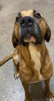 Tony -  Mixed Breed Dog for Adoption in Ocala, Florida - Tony | PetCurious
