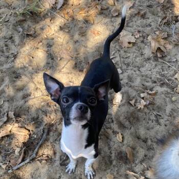 Rescue Chihuahua Dogs for Adoption in Leesburg, Florida - Dutton | PetCurious