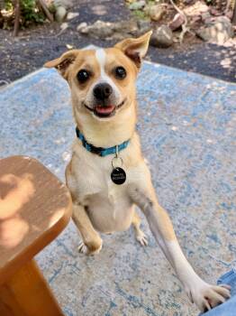 Chihuahua Dogs Available for Adoption in Chico, California - Nutters | PetCurious