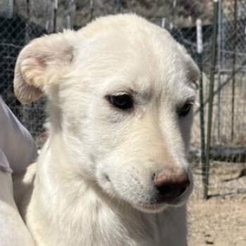 Labrador Retriever Dogs Available for Adoption in San Luis, Colorado - Fluffy Nutter | PetCurious
