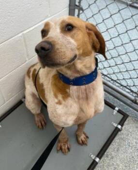 Rescue American Foxhound Dogs for Adoption in Lexington, Massachusetts - Rusty | PetCurious