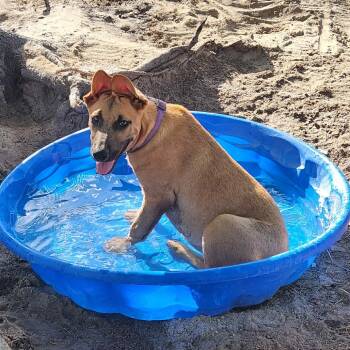 Rescue German Shepherd Dog and Pit Bull Terrier Dogs for Adoption in Austin, Texas - Lavender Rose LiW | PetCurious