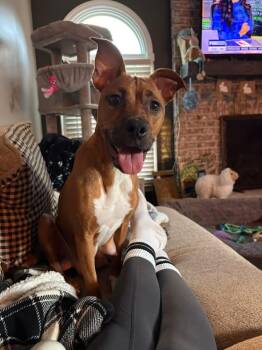 Black Mouth Cur Dogs Available for Adoption in Berlin, New Jersey - Remy | PetCurious