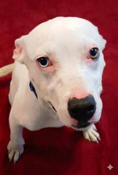 Mixed Breed Dogs Available for Adoption in Jacksonville, Florida - AZUMARILL | PetCurious