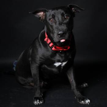 Peter -  Black Labrador Retriever Dog for Adoption in Magnolia, Texas - Peter | PetCurious