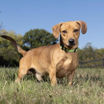 Slinky -  Mixed Breed Dog for Adoption in Franklin, Tennessee - Slinky | PetCurious
