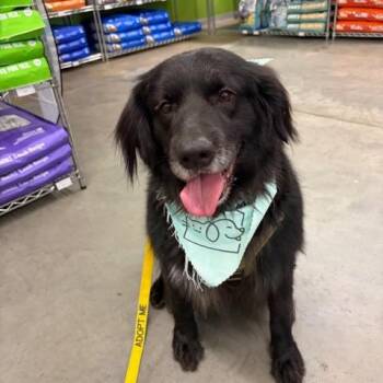 Labrador Retriever and Golden Retriever Dogs Available for Adoption in Columbia, Missouri - Astro | PetCurious