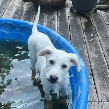 Sandy -  Mixed Breed Dog for Adoption in Tulsa, Oklahoma - Sandy | PetCurious