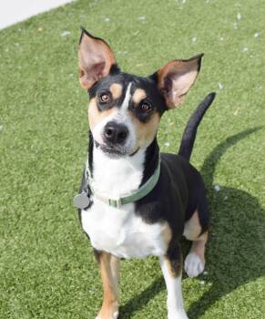 Kagan -  Shepherd and Beagle Dog for Adoption in Pontiac, Michigan - Kagan | PetCurious