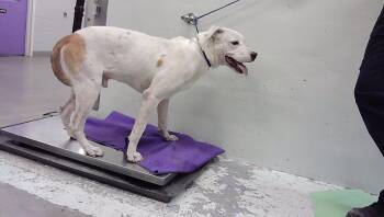 GUS -  Staffordshire Bull Terrier and Mixed Breed Dog for Adoption in Houston, Texas - GUS | PetCurious