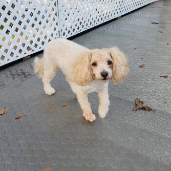 Rescue Havanese and Poodle Dogs for Adoption in Cumming, Georgia - Eddie 21969 | PetCurious