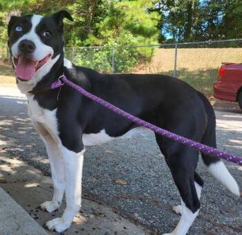 Pen 102c Louise -  Border Collie and Pit Bull Terrier Dog for Adoption in Lawrenceville, Georgia - Pen 102c Louise | PetCurious