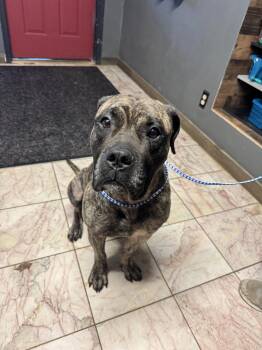 Coal -  Cane Corso Dog for Adoption in Leavenworth, Kansas - Coal | PetCurious