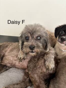 Rescue Poodle Dogs for Adoption in Los Angeles, California - Daisy #0331 | PetCurious