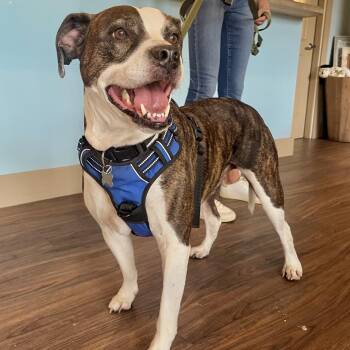 Staffordshire Bull Terrier and Beagle Dogs Available for Adoption in Loxahatchee Groves, Florida - Jagger 7487 | PetCurious