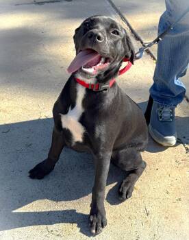 Rescue Dalmatian Dogs for Adoption in Santa Ana, California - Pumpkin | PetCurious