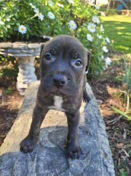 Rescue Pit Bull Terrier and Coonhound Dogs for Adoption in Grand Haven, Michigan - Machi | PetCurious