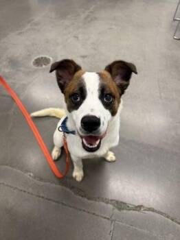 Shepherd and Mixed Breed Dogs Available for Adoption in Voorhees Township, New Jersey - Giovanni | PetCurious