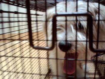 MAXWELL SMART -  Terrier Dog for Adoption in Martinez, California - MAXWELL SMART | PetCurious