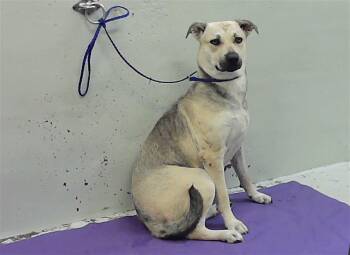 Husky and Mixed Breed Dogs Available for Adoption in Houston, Texas - SHADE | PetCurious