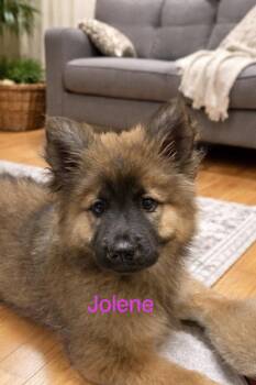 Chow Chow and Shepherd Dogs Available for Adoption in Union Beach, New Jersey - Jolene | PetCurious