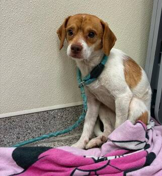 Kevin -  Jack Russell Terrier Dog for Adoption in Disputanta, Virginia - Kevin | PetCurious