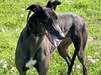 Lexi (aka Infection) -  Greyhound Dog for Adoption in Dallas, Texas - Lexi (aka Infection) | PetCurious