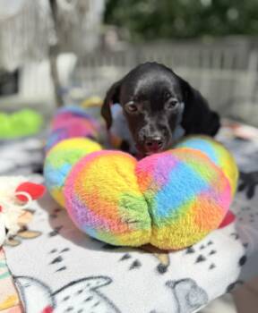 Sirens -  Doberman Pinscher and Black Labrador Retriever Dog for Adoption - Sirens | PetCurious