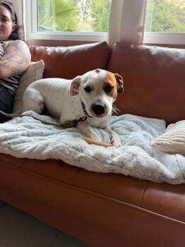 George -  Pit Bull Terrier Dog Available for Adoption in Santa Monica, California - George | PetCurious