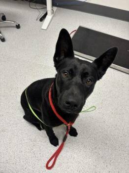 German Shepherd Dog Dogs Available for Adoption in Oakland, California - Landon | PetCurious
