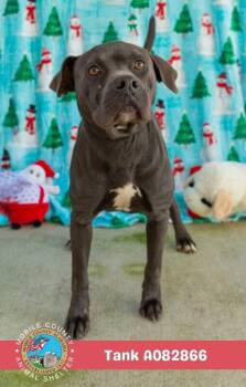 Tank -  American Bulldog Dog for Adoption in Mobile, Alabama - Tank | PetCurious