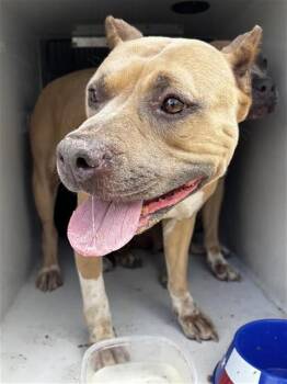 A657486 -  Pit Bull Terrier Dog for Adoption in Houston, Texas - A657486 | PetCurious