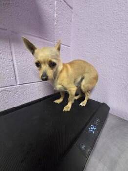 Chihuahua and Mixed Breed Dogs Available for Adoption - CUCA | PetCurious