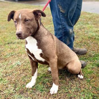 Mixed Breed Dogs Available for Adoption in Corinth, Mississippi - Brownie | PetCurious